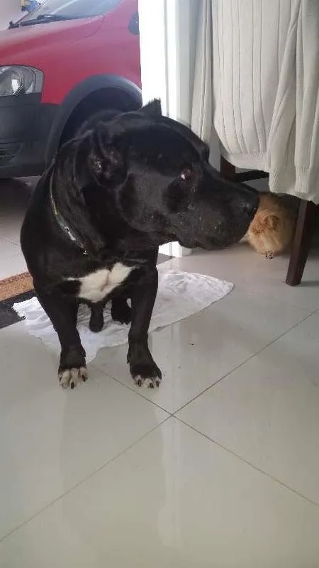 Cachorro ra a Pitbull idade 6 ou mais anos nome Thor