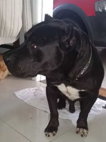 Cachorro ra a Pitbull idade 6 ou mais anos nome Thor