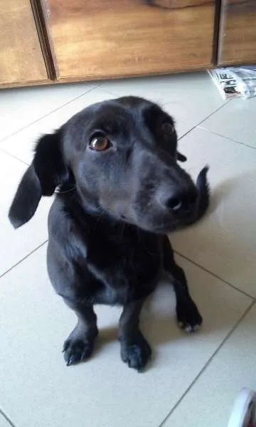 Cachorro ra a mix de basset idade 2 anos nome Mario