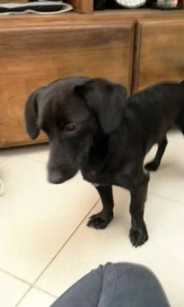 Cachorro ra a mix de basset idade 2 anos nome Mario