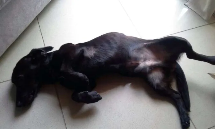 Cachorro ra a mix de basset idade 2 anos nome Mario