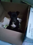 Pérola Negra