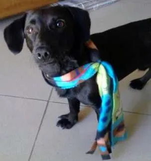 Cachorro ra a mix de basset idade 2 anos nome Mario