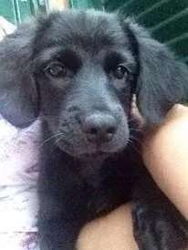 Cachorro ra a mestiço idade 2 a 6 meses nome Tião 