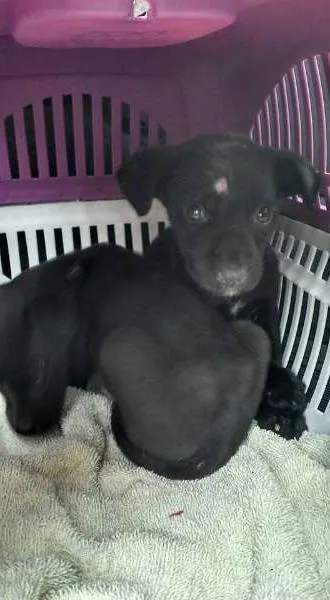 Cachorro raça SRD idade 2 a 6 meses nome pretinho