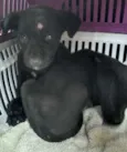 Cachorro raça SRD idade 2 a 6 meses nome pretinho
