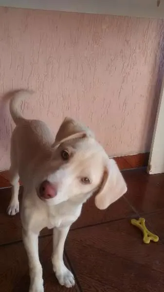 Cachorro ra a sem raça definida idade 2 a 6 meses nome Max