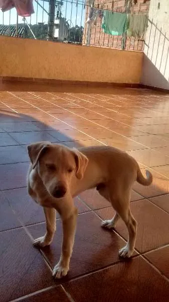 Cachorro ra a sem raça definida idade 2 a 6 meses nome Max