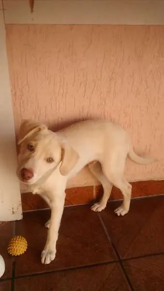 Cachorro ra a sem raça definida idade 2 a 6 meses nome Max