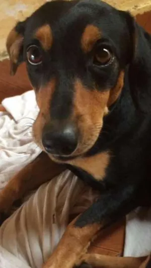 Cachorro raça basset  idade 1 ano nome sheik