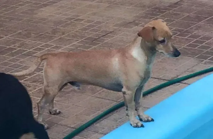 Cachorro raça Basset-Cofap idade 6 ou mais anos nome tobby