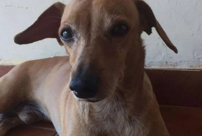 Cachorro raça Basset-Cofap idade 6 ou mais anos nome tobby