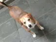 Catarina