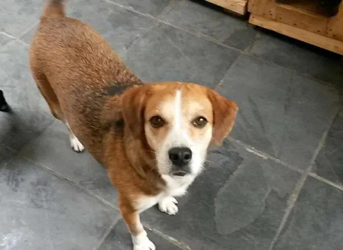 Cachorro ra a SRD idade 5 anos nome Catarina