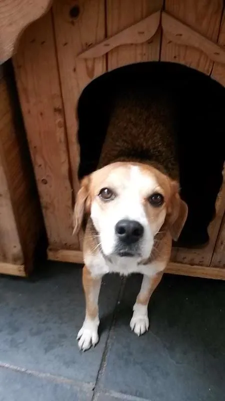 Cachorro ra a SRD idade 5 anos nome Catarina