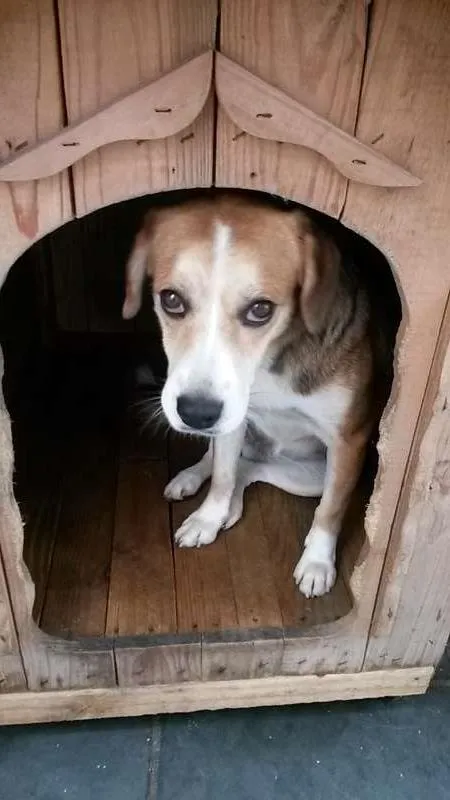 Cachorro ra a SRD idade 5 anos nome Catarina