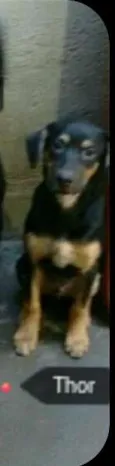 THOR 