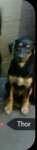 Cachorro raça COCKER COM LABRADOR idade 2 a 6 meses nome THOR 