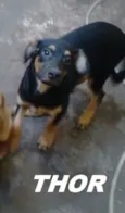 THOR 