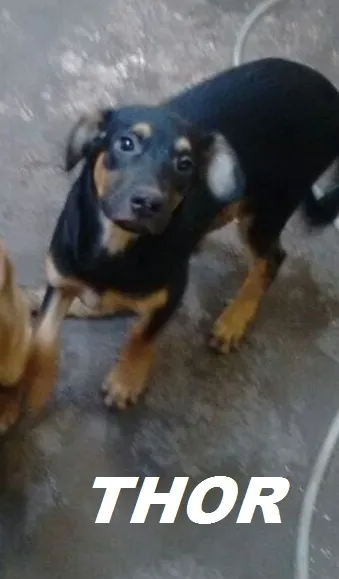 Cachorro ra a COCKER COM LABRADOR idade 2 a 6 meses nome THOR 
