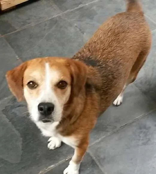Cachorro ra a SRD idade 5 anos nome Catarina