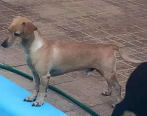 Cachorro raça Basset-Cofap idade 6 ou mais anos nome tobby