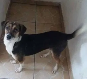 Cachorro raça sei la idade 1 ano nome vvc decide