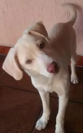 Cachorro ra a sem raça definida idade 2 a 6 meses nome Max