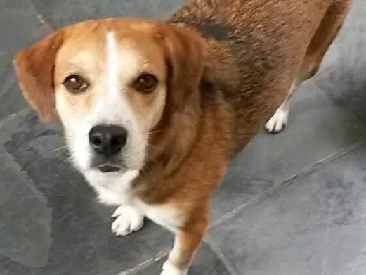 Cachorro ra a SRD idade 5 anos nome Catarina