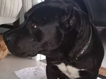 Cachorro ra a Pitbull idade 6 ou mais anos nome Thor