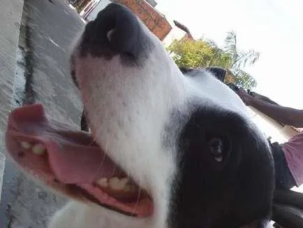 Cachorro ra a não definida idade 3 anos nome Lucky