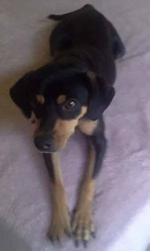 Cachorro raça SRD idade 2 a 6 meses nome Aika
