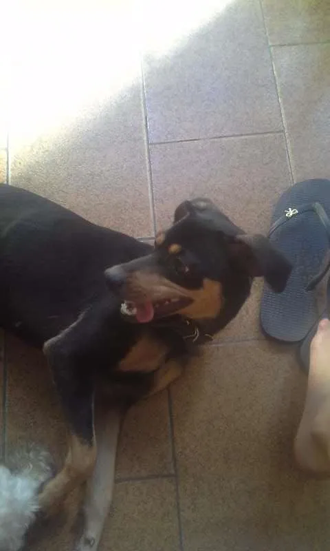 Cachorro raça SRD idade 2 a 6 meses nome Aika