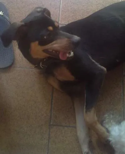 Cachorro raça SRD idade 2 a 6 meses nome Aika