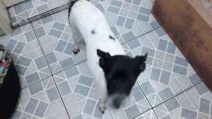 Cachorro ra a Sem raça definida idade 6 ou mais anos nome Nina