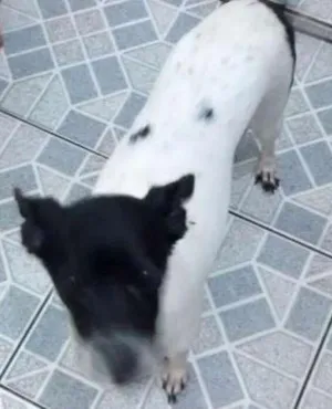Cachorro raça Sem raça definida idade 6 ou mais anos nome Nina