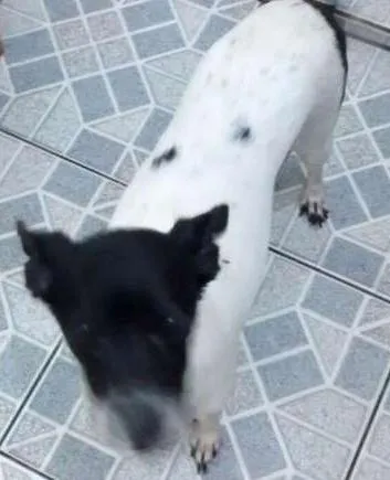 Cachorro ra a Sem raça definida idade 6 ou mais anos nome Nina