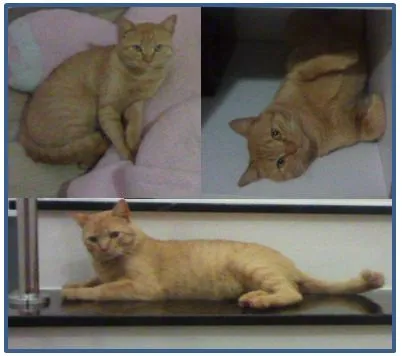 Gato ra a SRD idade 2 anos nome Tobi