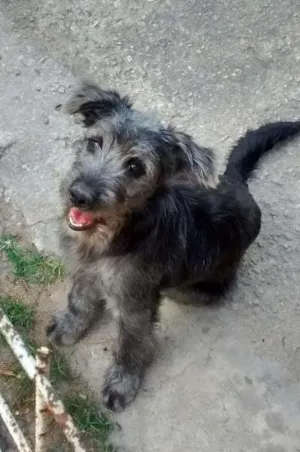 Cachorro raça SRD idade 2 a 6 meses nome Marcela