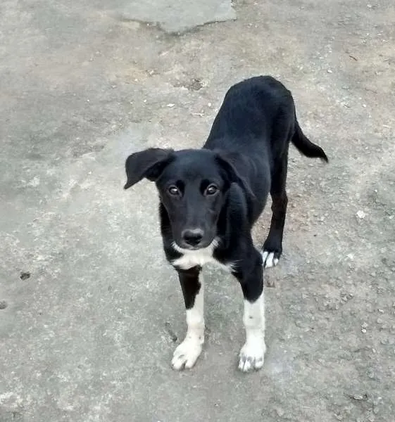Cachorro ra a SRD idade 2 a 6 meses nome Michely