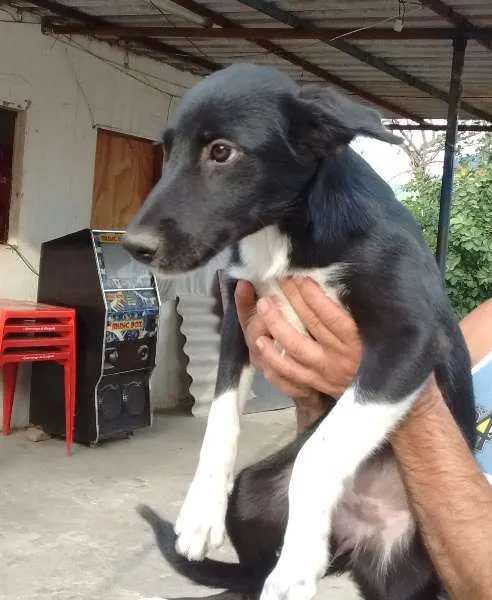 Cachorro ra a SRD idade 2 a 6 meses nome Michely