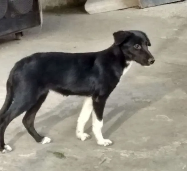 Cachorro ra a SRD idade 2 a 6 meses nome Michely