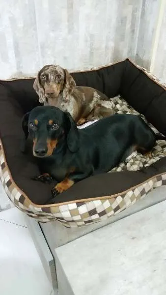 Cachorro ra a Dachshund idade 2 anos nome Frederico