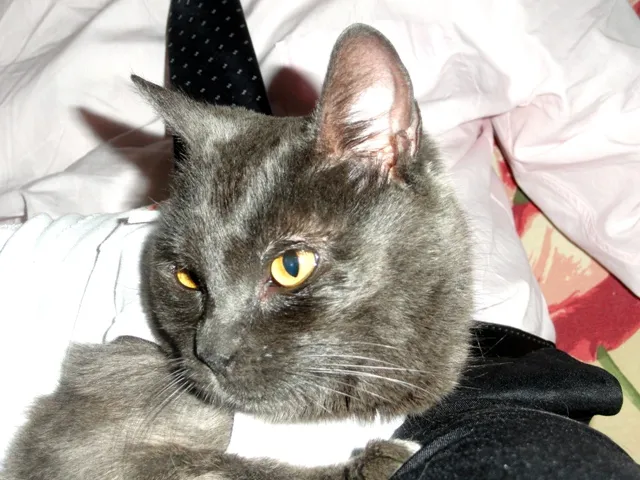 Gato ra a SRD idade 7 a 11 meses nome Atena