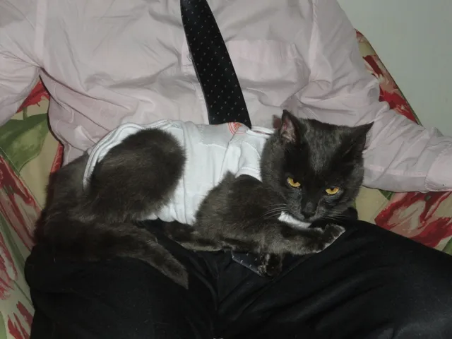 Gato ra a SRD idade 7 a 11 meses nome Atena