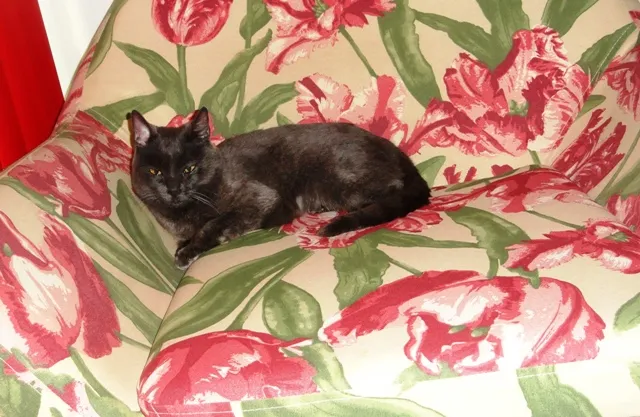 Gato ra a SRD idade 7 a 11 meses nome Atena