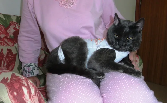 Gato ra a SRD idade 7 a 11 meses nome Atena