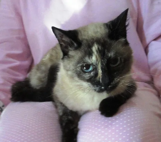 Gato ra a SRD idade 7 a 11 meses nome Ceres