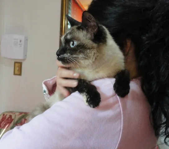 Gato ra a SRD idade 7 a 11 meses nome Ceres