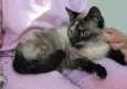 Ceres